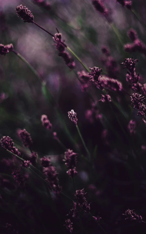 a close up of some small purple flowers