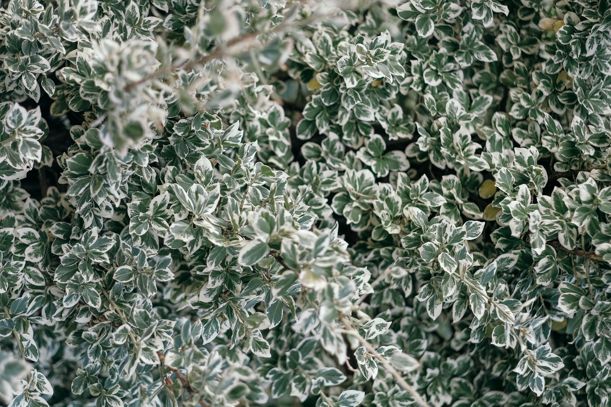 many frosty green leaves close up, with snow on them