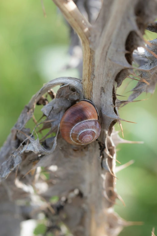 snail with brown shell on dried palm tree