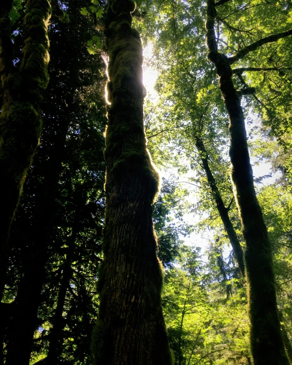 this is an image of sunbeams shining through the trees