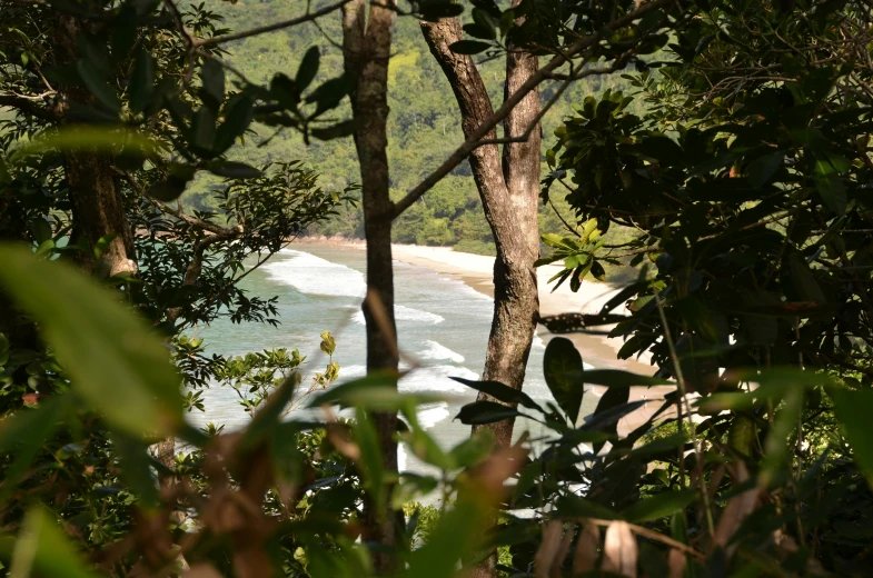 a beach surrounded by trees and water