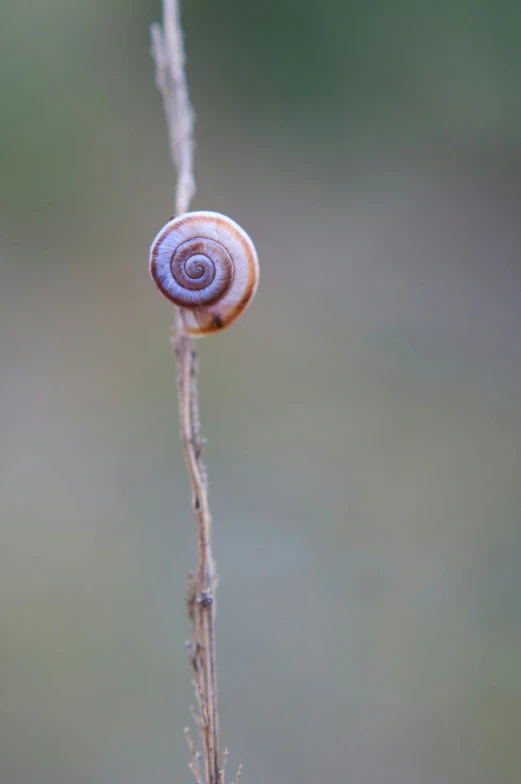 a snail sitting on top of a dry plant