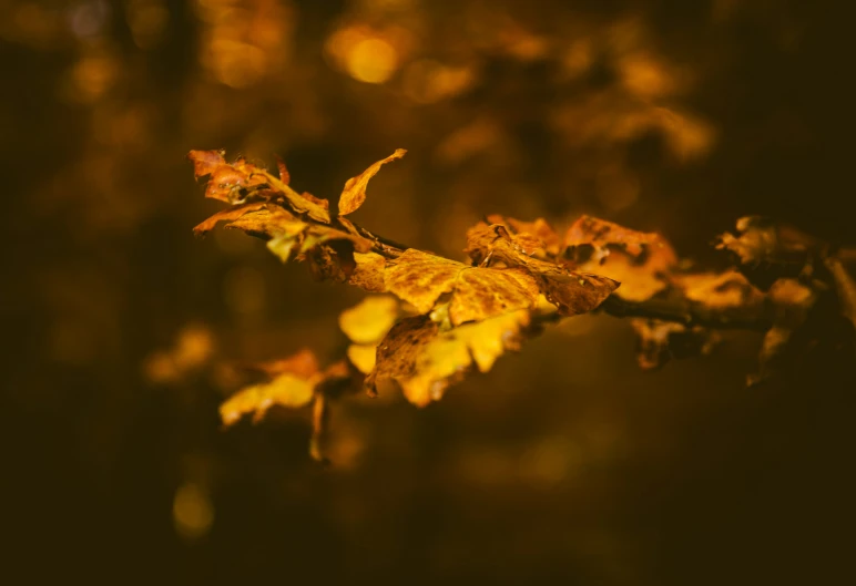 autumn leaves on tree in front of brown background