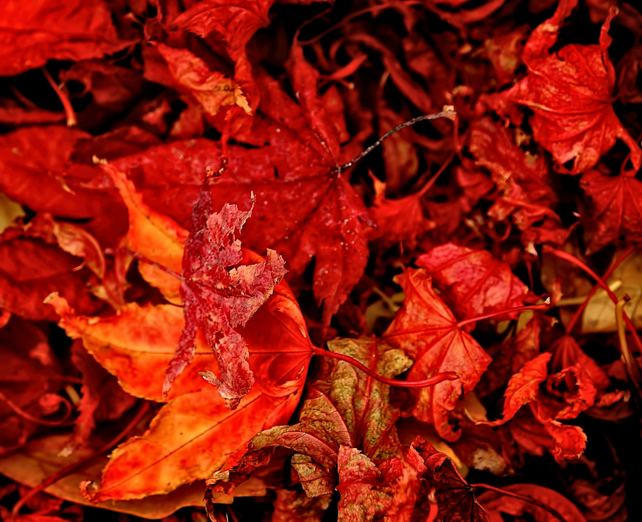 several orange and red leaves on the ground