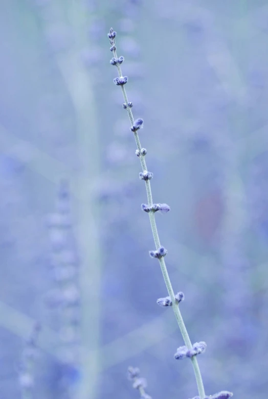 the long stalk of a plant with tiny flowers