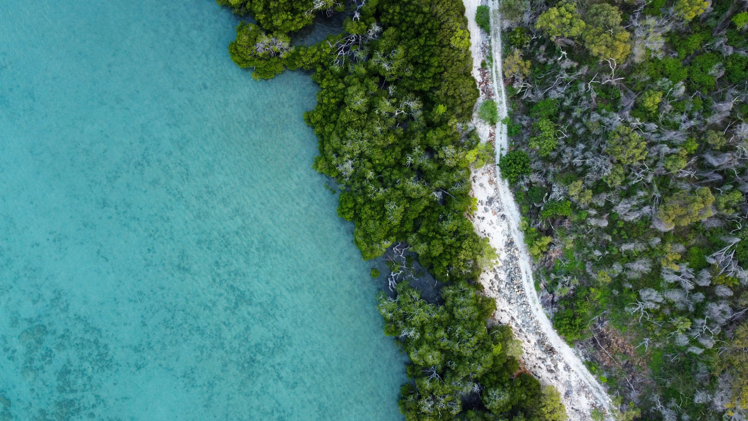 top view of a body of water next to a forested area