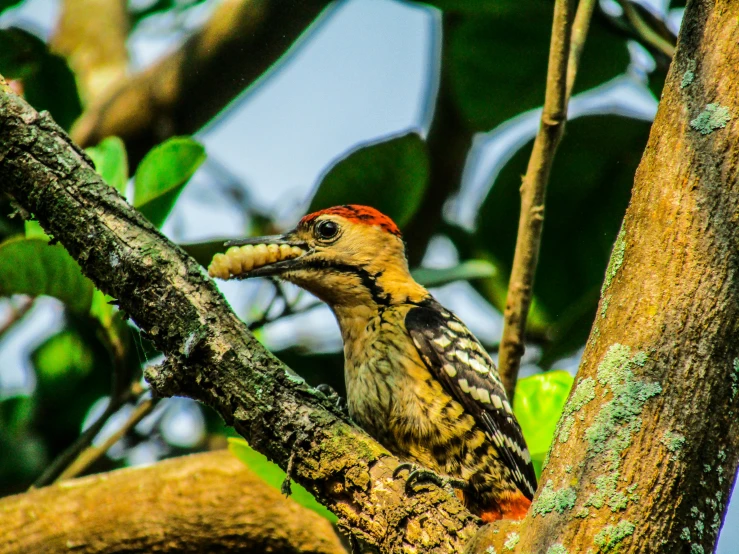 bird perched on tree nch in natural setting