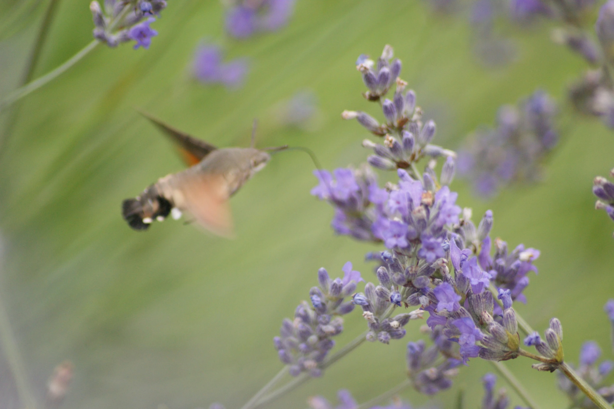 a close up of a bird on a flower