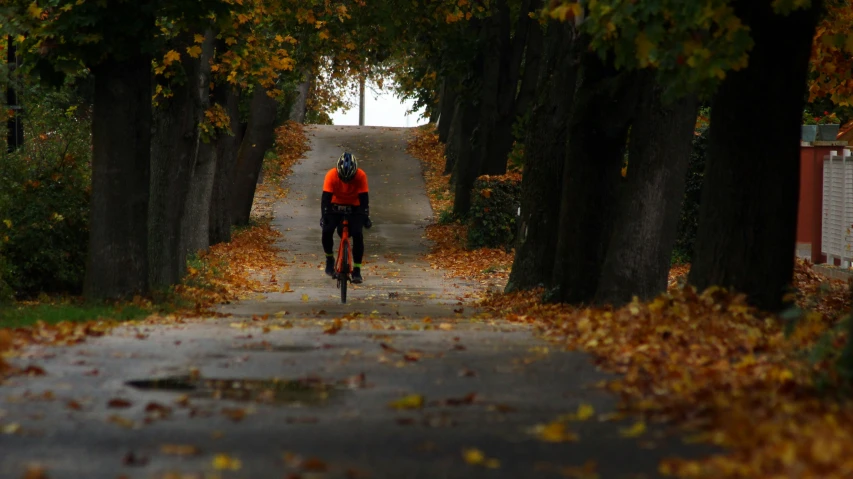 man on bike riding down tree lined road