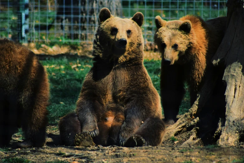 three brown bears sitting on the ground next to a tree