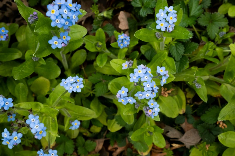 blue flowers in the dirt and some green leaves