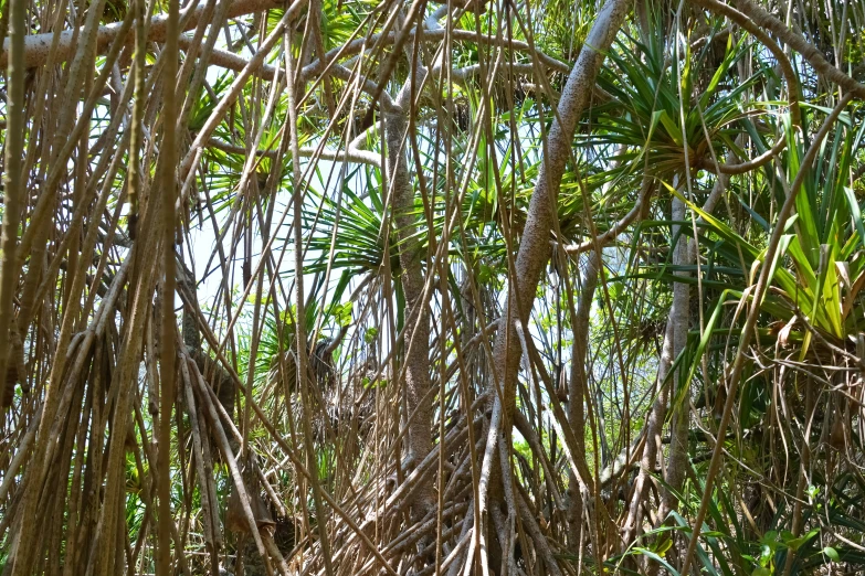 an image of the jungle during the day