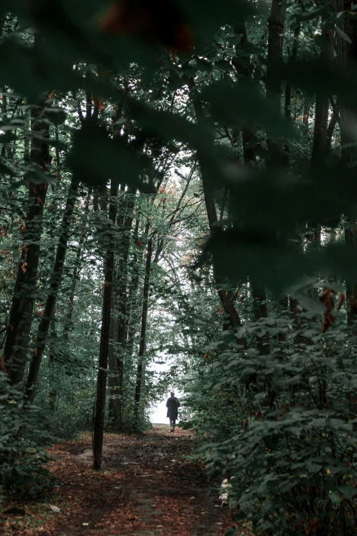 an image of a person that is walking down a path in the forest