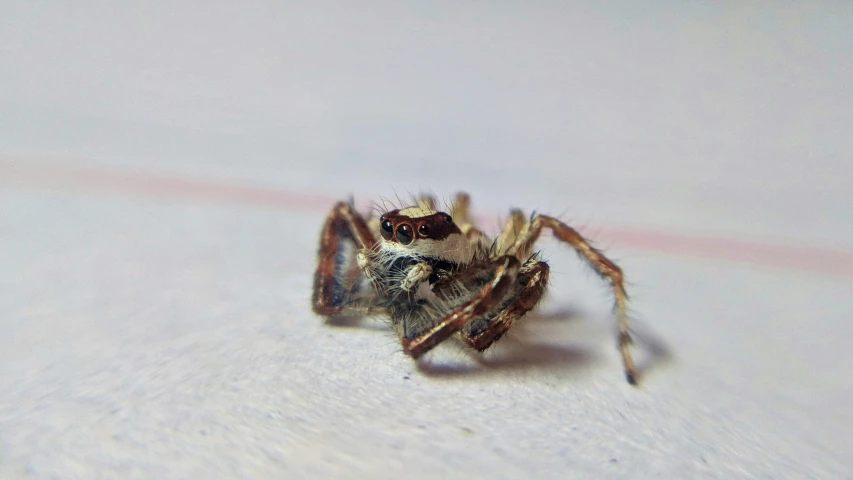 a close up of a jumping spider on the ground