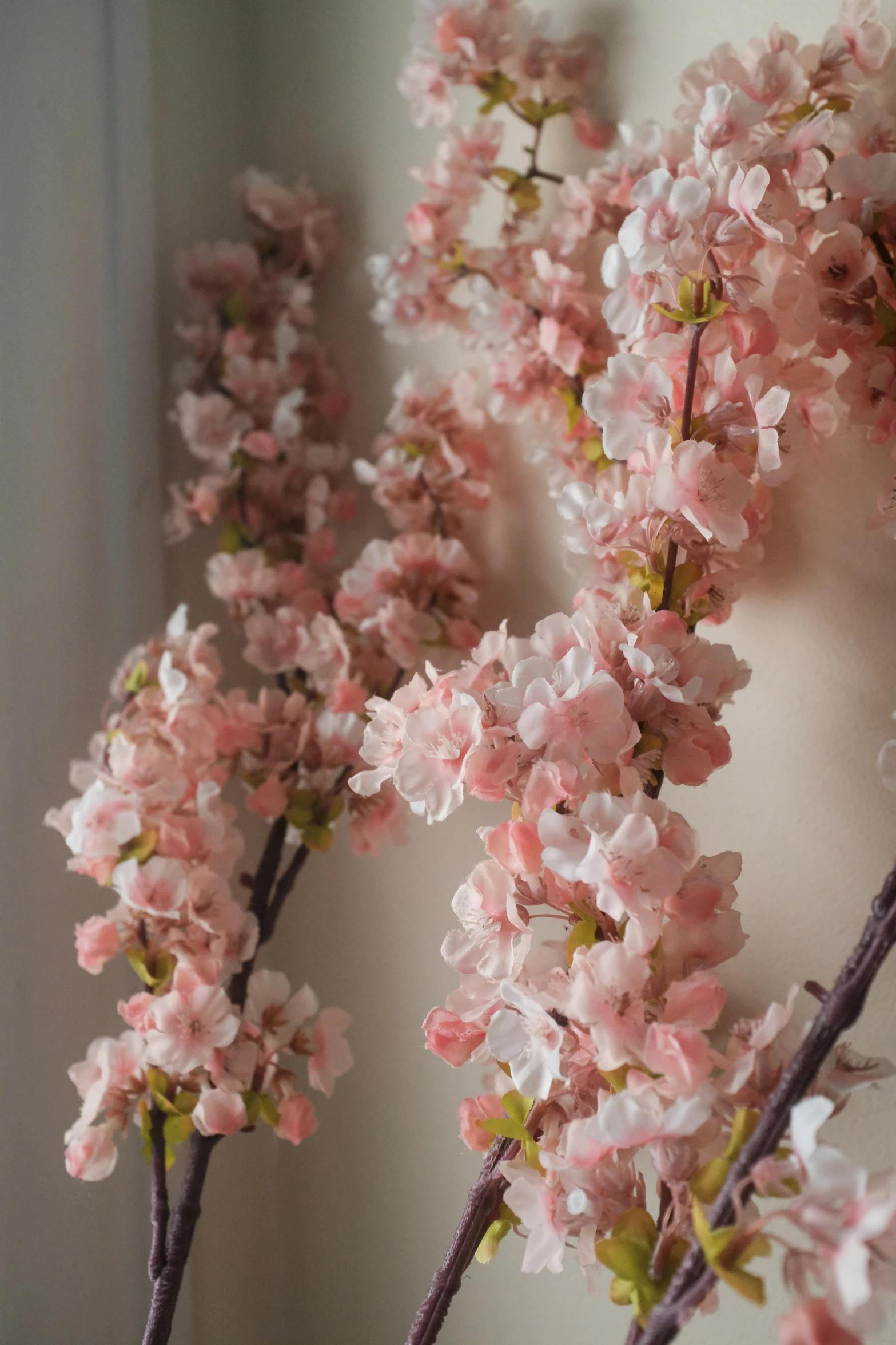 pink flowers hang from small stems near the wall