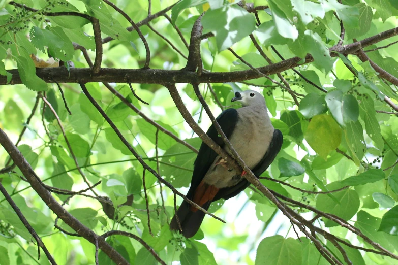 a bird perched on a tree limb surrounded by leaves