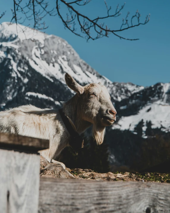 a white goat with horns on its head sitting in the mountains