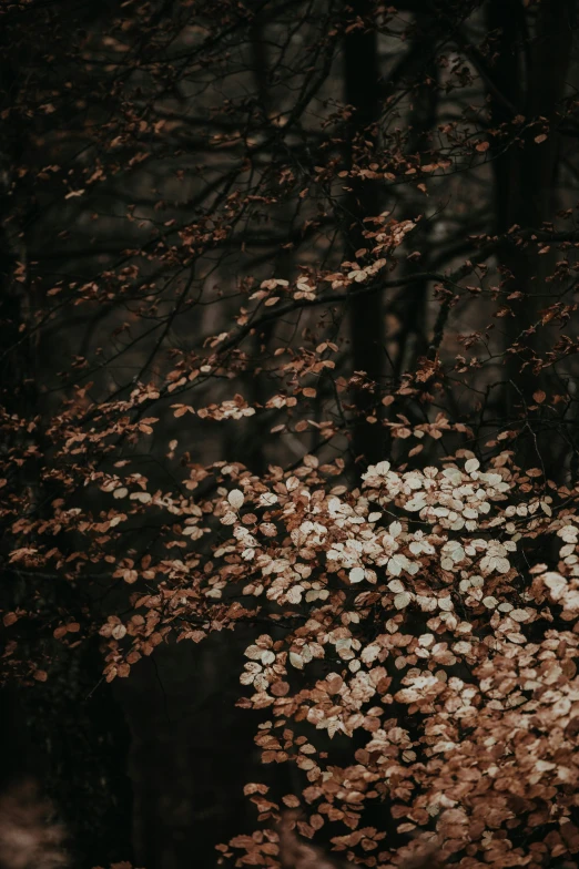 trees are blooming in the dark and they appear to have leaves all over them