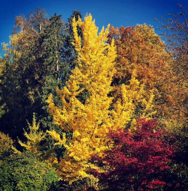yellow trees are all the rage to see in this park