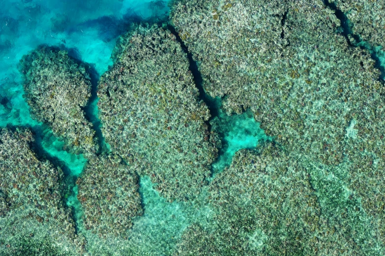 green and brown reef reefs from above