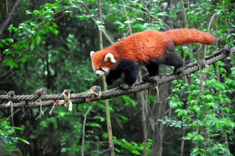 a red panda climbs up on a tree nch