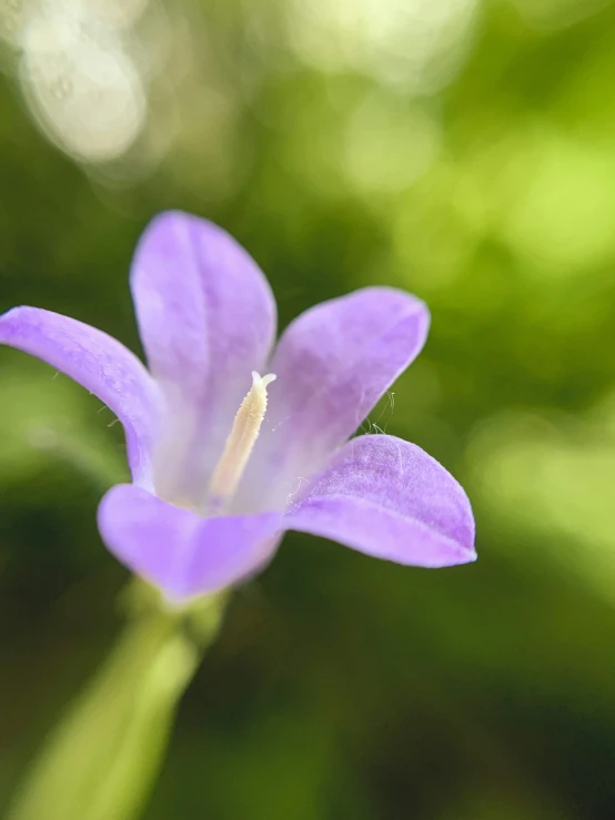 a purple flower with green leaves in the background