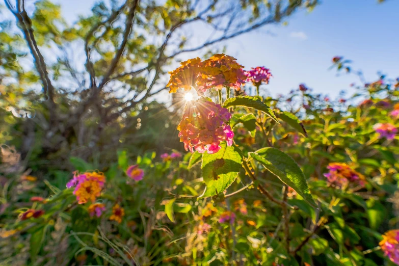 the sun is shining through the trees above a bunch of flowers