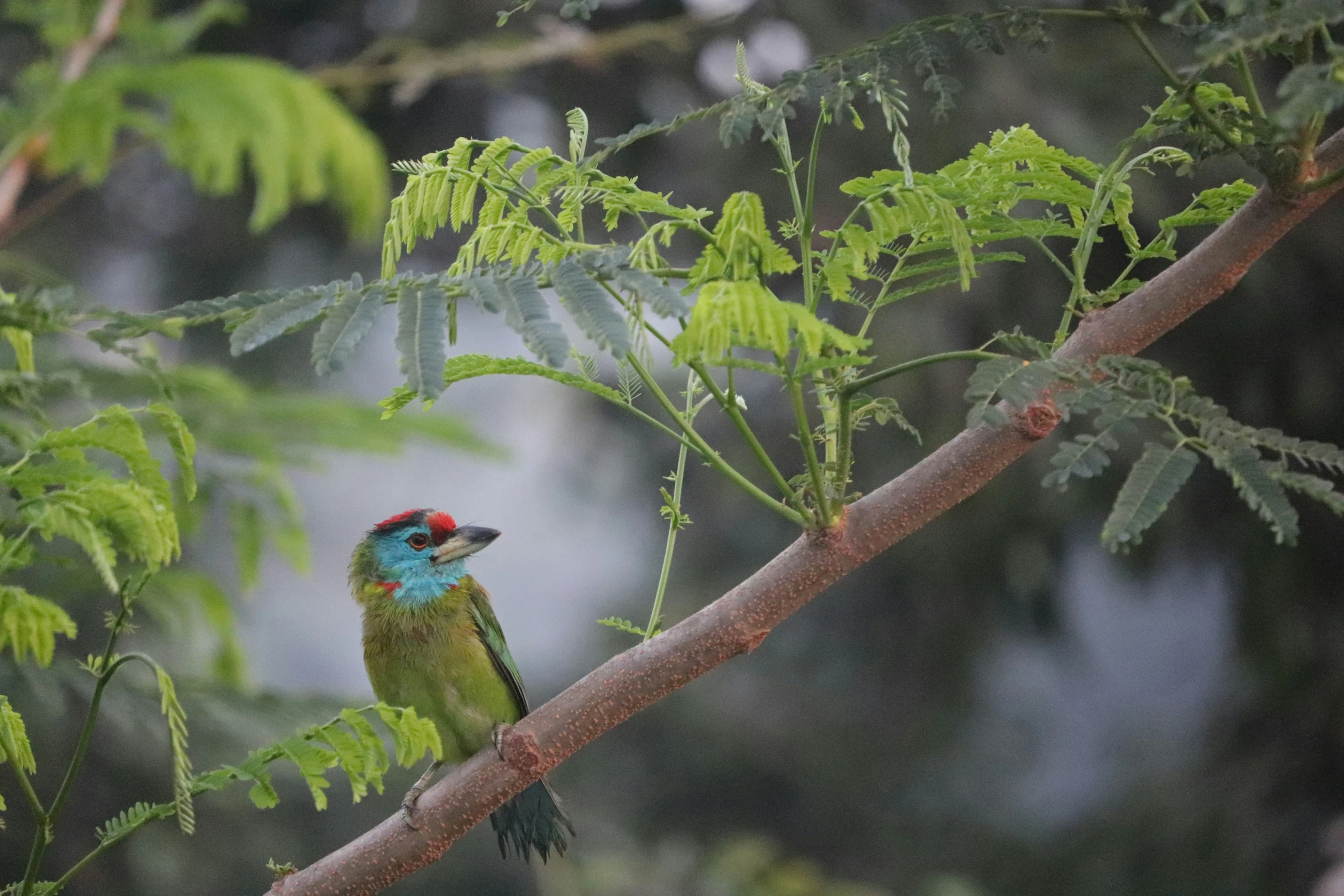 a brightly colored bird sitting on a tree nch