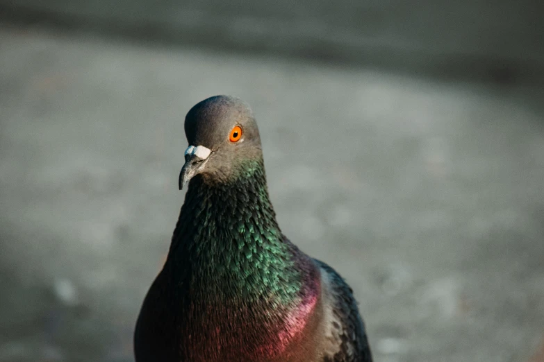 a close up view of a pigeon with a blurry background