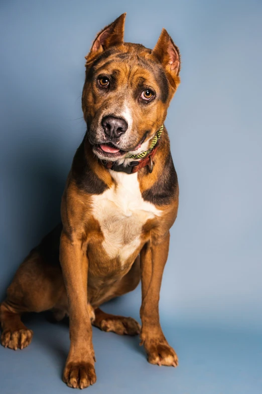 a dog sits on a blue background posing for the camera