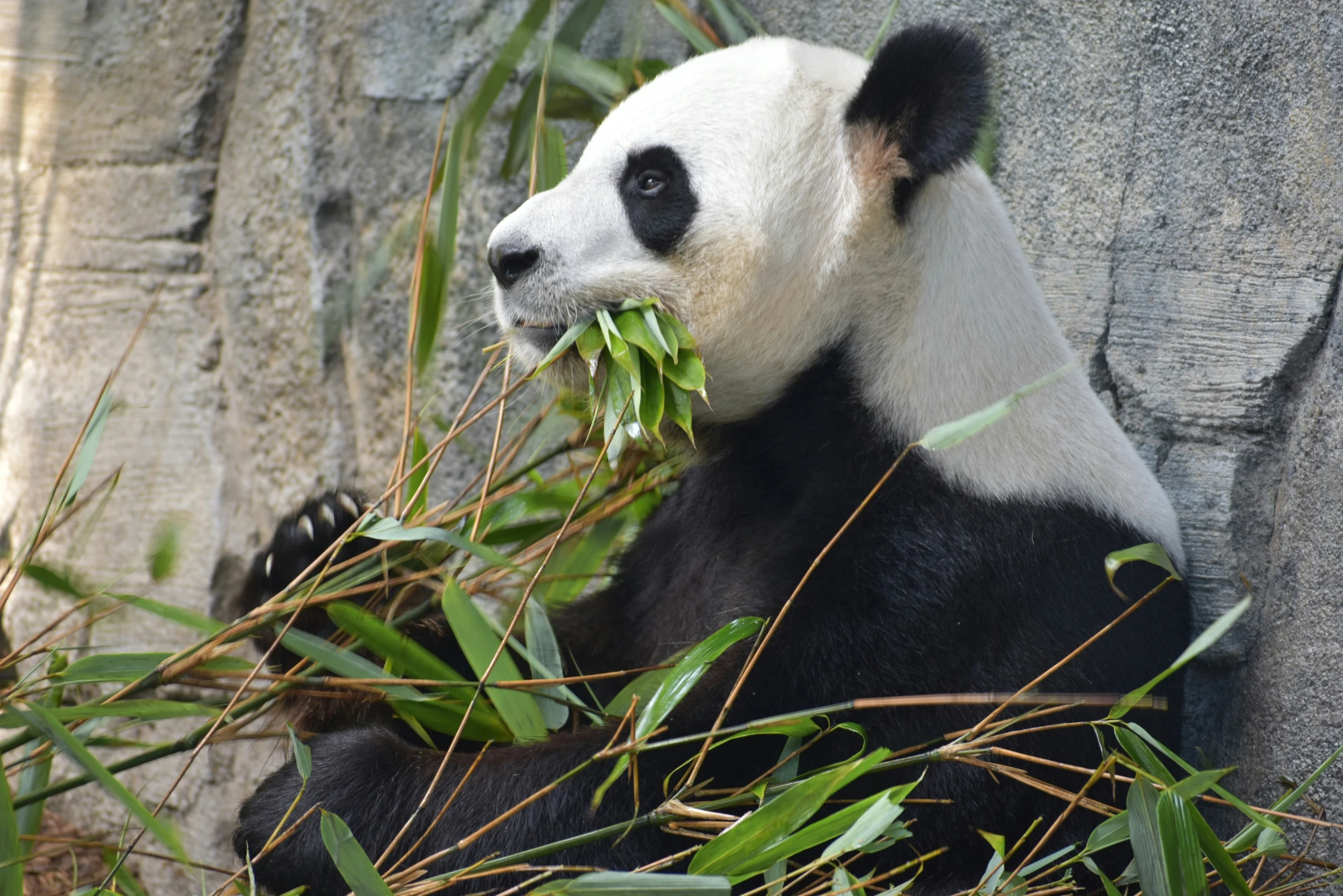 a panda bear laying in a grassy area