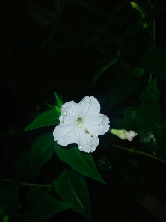 a white flower that is blooming in the dark