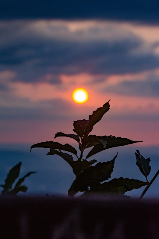 the setting sun is in the sky over a small plant