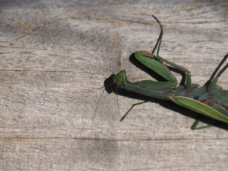 there is a praying praying mantissa on the wall