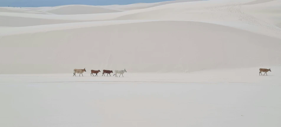 the herd of cows walk through an expanse of snow