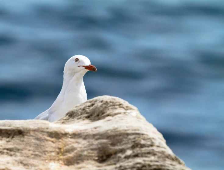 a close up of a white seagull sitting on the rocks