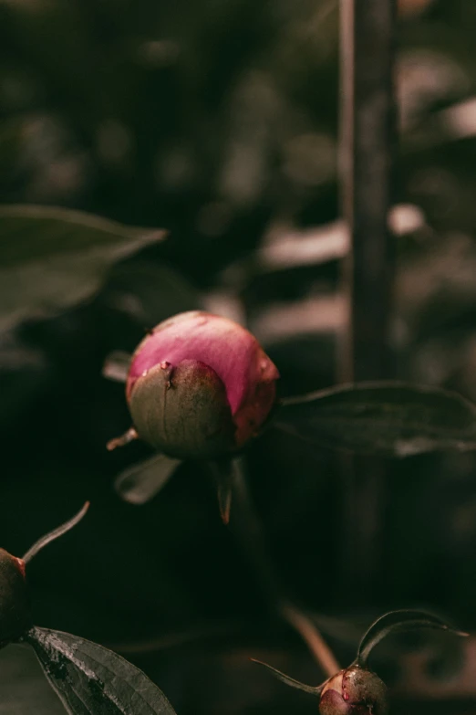 a flower that is sitting in the dirt