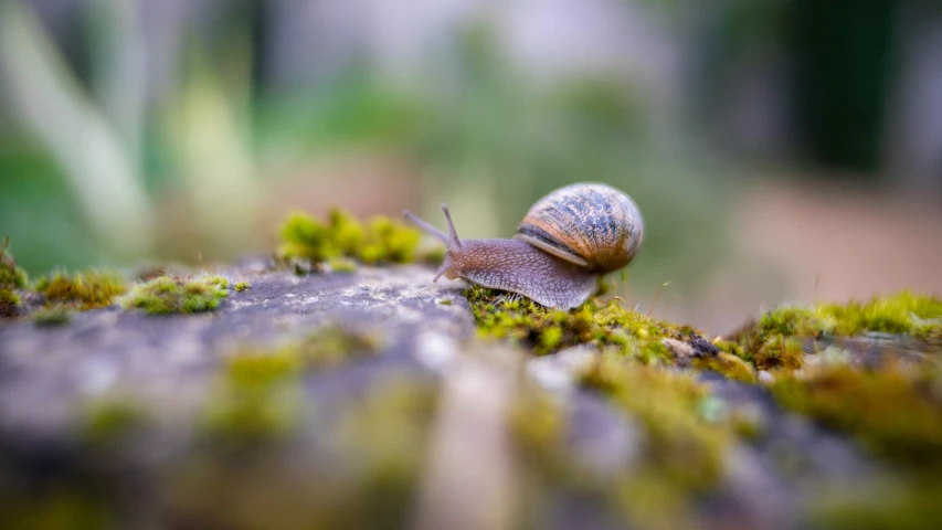 small snails crawling on the ground next to some grass