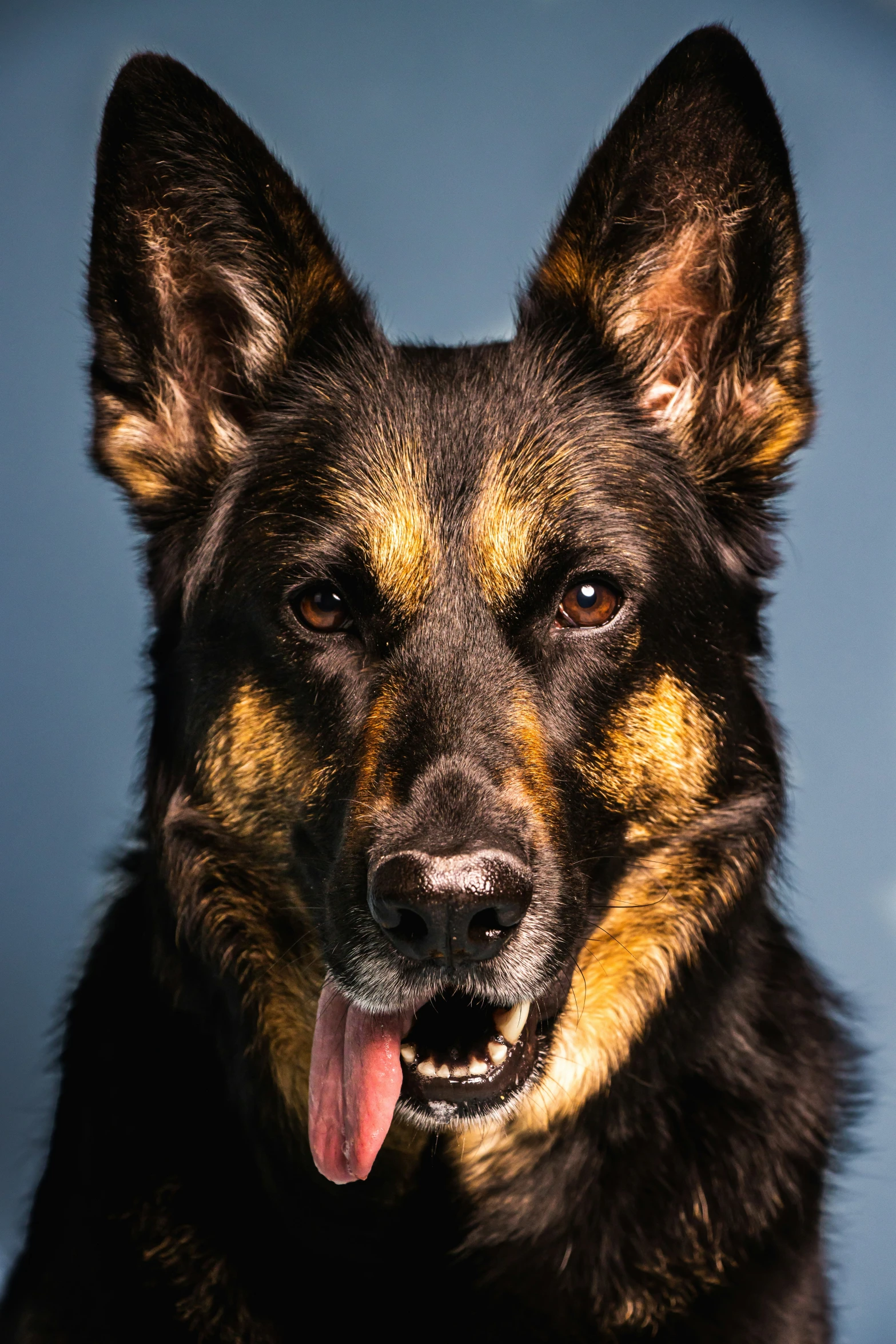 a german shepard dog, with yellow and brown spots on its ears