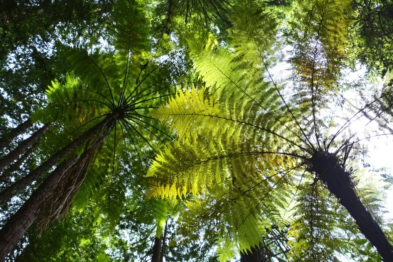 the top view of several tall trees in a forest