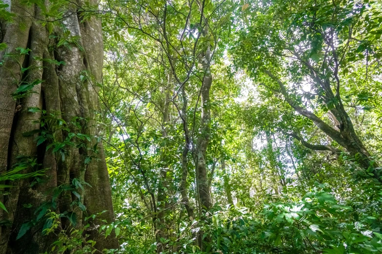 looking up at the tops of a tree in a forest