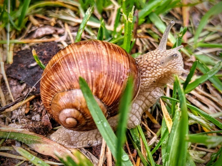 a snail crawls through the grass on the ground