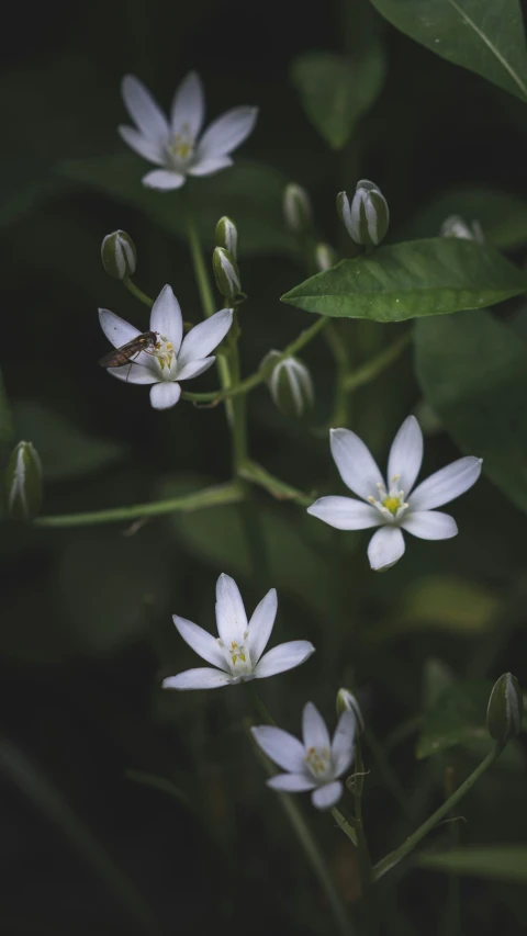 there are many white flowers that are growing together