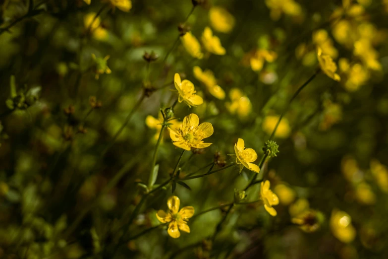 small yellow flowers grow up close on a sunny day