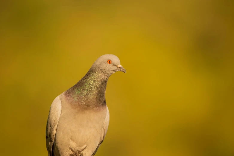 a bird with brown wings and green beak perched on a nch