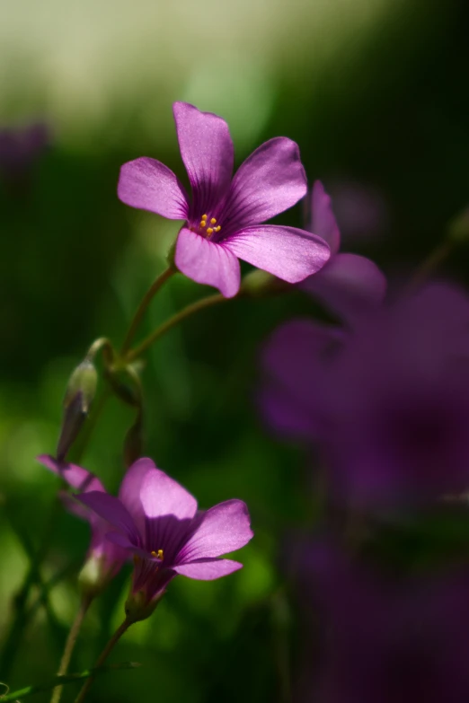 several purple flowers growing with the green in the background