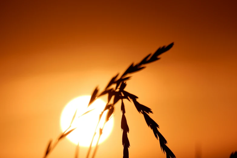 the sun rises behind a wheat plant