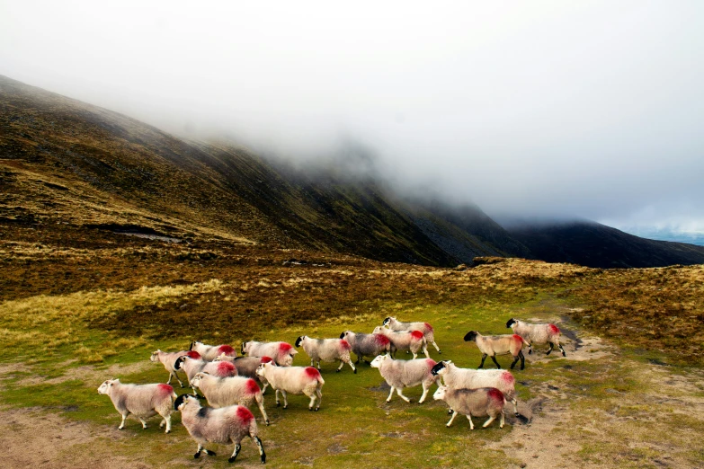 a group of sheep with red markings and on a hill