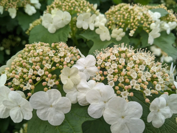 the white flowers have clusters of green leaves