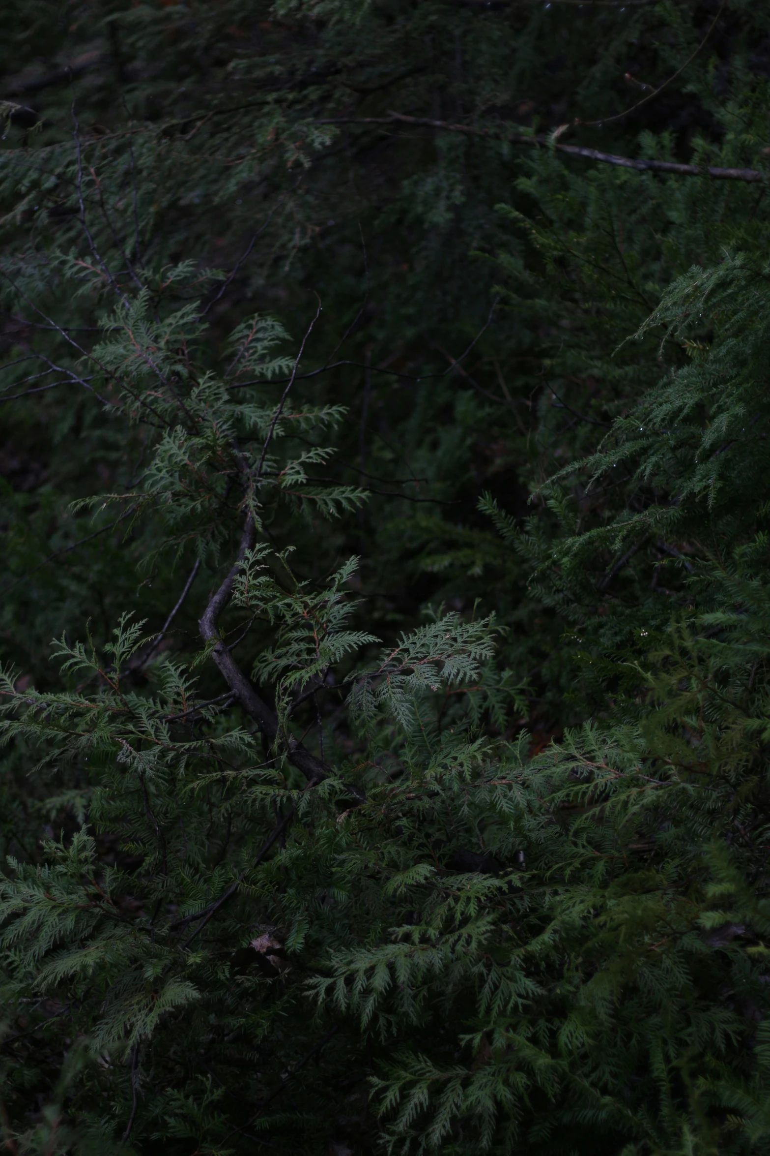 a tree covered with green leafy nches in the dark